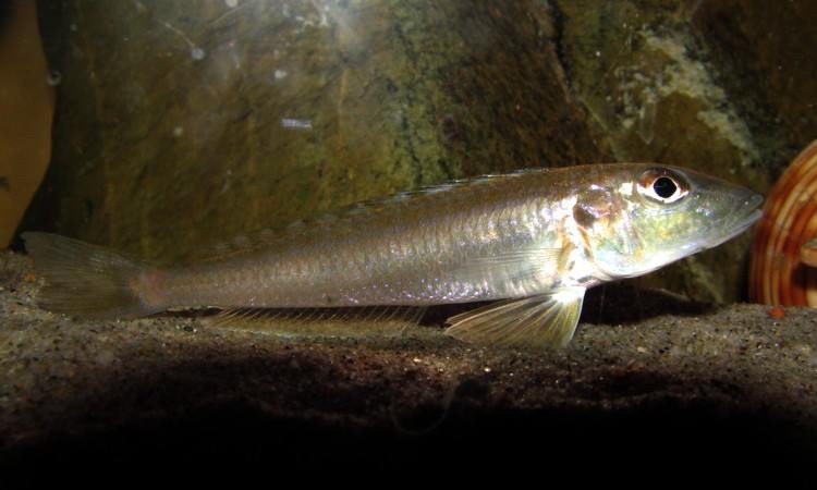 Enantiopus melanogenys 'Utinta'